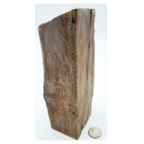 Arizona Petrified Wood Bookend