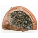 Unique Geological Formation Septarian Nodule
