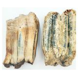 2 Unknown Fossilized Teeth