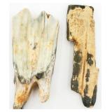 2 Unknown Fossilized Teeth