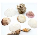 Lot of Mix Seashells