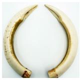 African Wart Hog Tusks