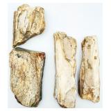 4 Petrified Wood