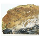 Petrified Wood Slab From Arizona