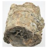 Unknown Fossil