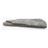Fossilized Tree Bark