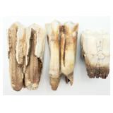 3 Unknown Fossilized Teeth
