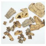 Broken Turtle?? Shell