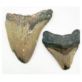 2 Fossilized Shark Teeth