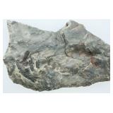 Authentic Fossil Plate w/ Carbonized Fern Fronds