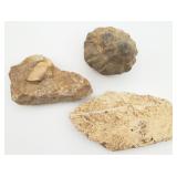2 Authentic Fossils & Limestone Nodule
