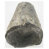 Unknown Fossil
