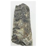 Orthocone Fossil