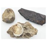 Fossils & Rocks
