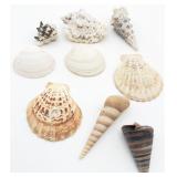 Mixed Lot of Seashells