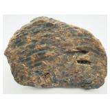 Unknown Fossil