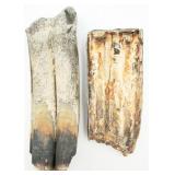 2 Unknown Fossilized Teeth