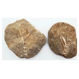 2 Authentic Fossilized Fish Vertebrates
