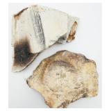 Fossil & Petrified Wood