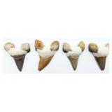 4 Fossilized Otodus Obliqus Teeth