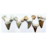 5 Fossilized Otodus Obliqus Teeth