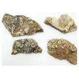 Lot of Fossiliferous Limestone Matrix Plates