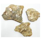 Lot of Fossiliferous Limestone Matrix Plates