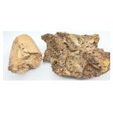 Fossil & Petrified Wood