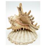 VTG Handmade Ramosï¿½s Murex Conch Shell Display