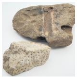 Fossilized Colonial Coral & Geological Rock Nodule