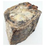 Unpolished Rough End-cut Petrified Wood Log