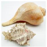 Large Channeled Whelk Seashell & Pink Murex Shell