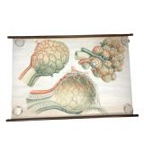 Vintage Anatomical Chart Of Lung & Air Cells
