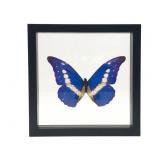 Taxidermy Morpho Butterfly Double-Sided Frame
