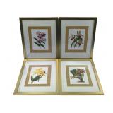 Set of 4 Framed Orchid Botanical Prints