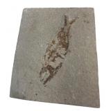 Fossilized Fish Specimen in Limestone Matrix