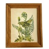 Roger Tory Peterson Moth and Fern Framed Print