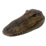 Taxidermy Alligator Head, 6"