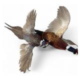 Pair of Taxidermy Ring-Necked Pheasants