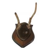 Taxidermy Deer Antler Mount on Wood Plaque