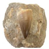 Mosasaur Tooth Fossil in Matrix Approx 3"W