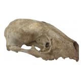 Natural Bone Raccoon Skull Specimen