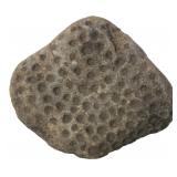 Petoskey Stone Fossil Specimen
