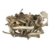 Assorted Animal Bones Mixed Lot