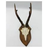 Mounted Deer Antlers-9532