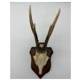 Mounted Skull with Antlers-9593