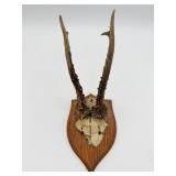 Mounted European Roe Deer Antlers-10588