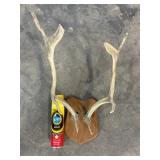 Mounted Antlers-10635