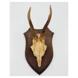 Mounted Roe Deer Antlers and Skull Cap-9809