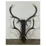 Mounted Antler Ornament-10471